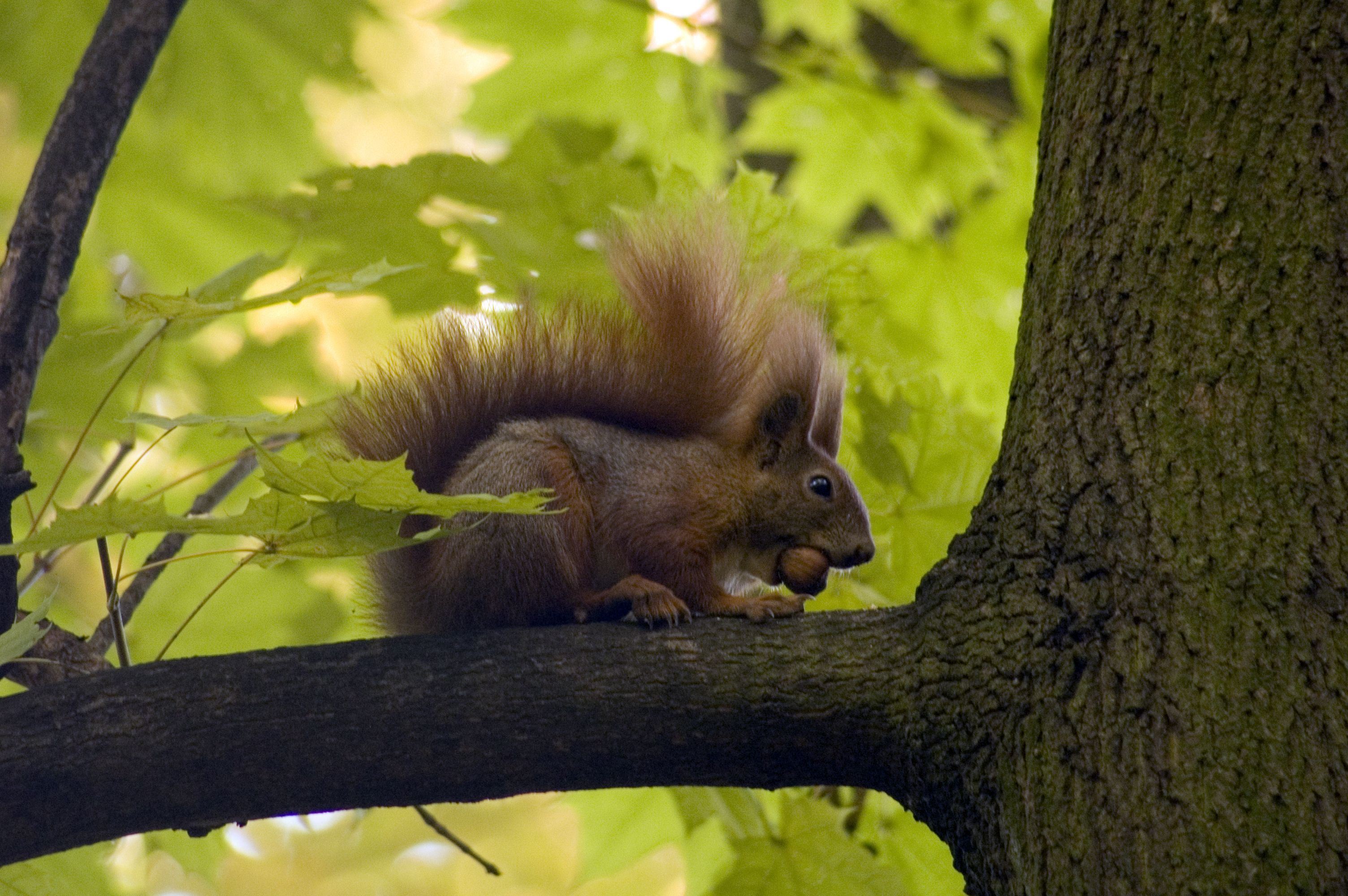 Gesunder Mischwald ist Lebensraum für viele heimische Tierarten
